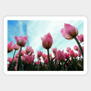 Pink Tulips Sticker